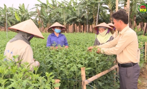 Liên kết, sản xuất tập trung tạo hướng đi phát triển cho sản xuất nông nghiệp ở huyện Kim Động