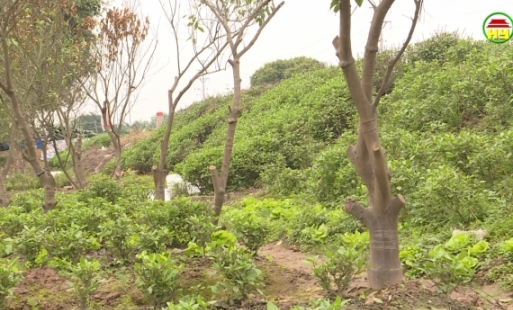 Người dân tự ý đưa cây lâu năm vào trồng mới nhằm mục đích trục lợi tiền giải phóng mặt bằng