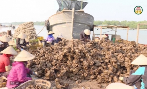 Hưng Yên phát triển thủy sản bền vững, trách nhiệm