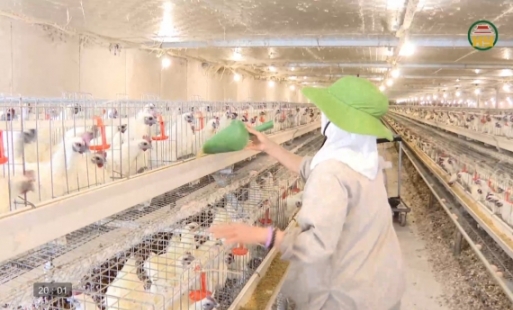 Nuôi gà ác lấy trứng mang lại hiệu quả kinh tế cao