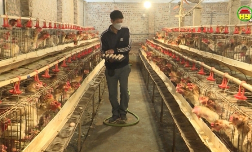 Biện pháp mới nuôi gà Đông Tảo cho giá trị kinh tế cao