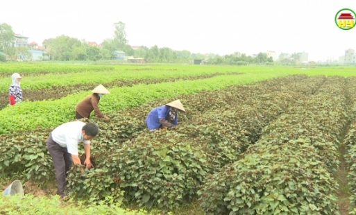 Văn Lâm chuyển dịch vùng trồng dược liệu