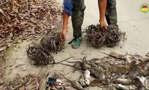 Hiệu quả mô hình diệt chuột thủ công