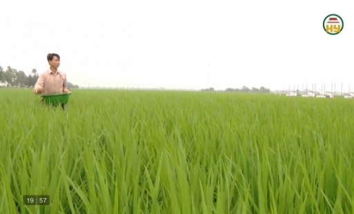 Canh tác lúa theo hướng giảm phát thải khí nhà kính 