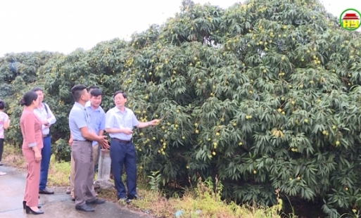 Huyện Phù Cừ xúc tiến tiêu thụ vải lai chín sớm 