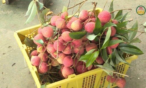Chuẩn bị bước vào vụ thu hoạch vải trứng Hưng Yên