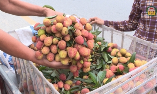 Huyện Phù Cừ hỗ trợ nông dân kết nối tiêu thụ vải lai chín sớm