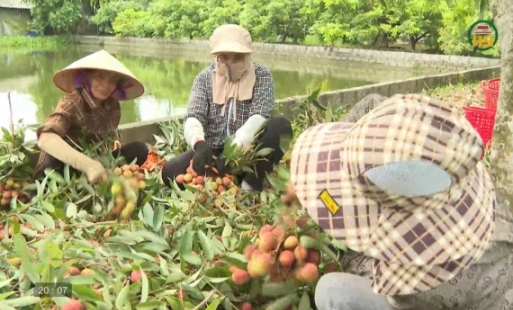 Rộn ràng thu hoạch vải lai chín sớm 