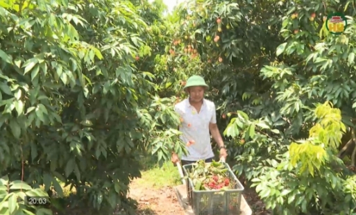 Vải trứng Hưng Yên vào vụ thu hoạch, giá bán cao