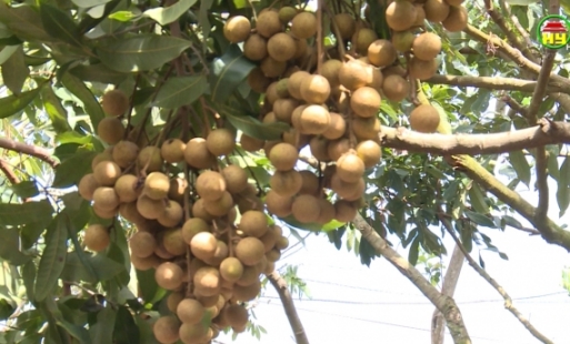 Xã Nguyên Hoà xuất bán 80 tấn nhãn chín sớm