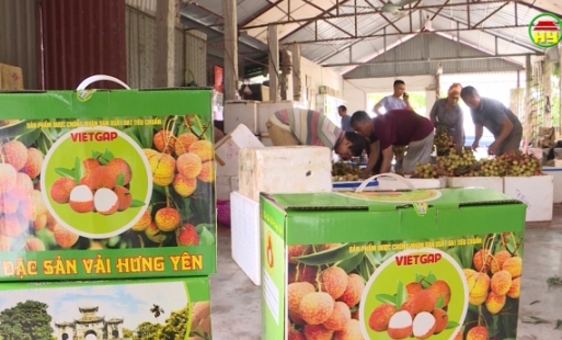Hỗ trợ tiêu thụ vải lai chín sớm Phù Cừ