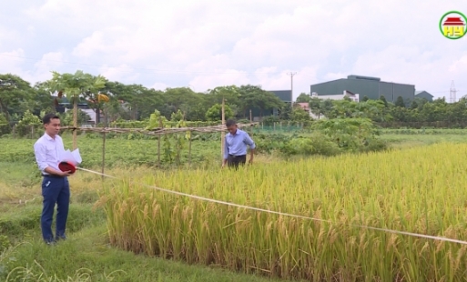 Huyện Văn Lâm hoàn thành phương án dồn thửa đổi ruộng gỡ điểm nghẽn trong công tác giải phóng mặt bằng