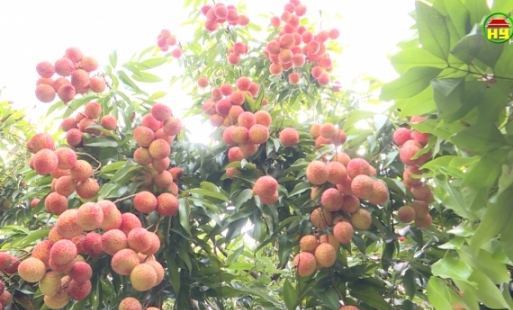 Vải trứng, đặc sản nức tiếng của Hưng Yên