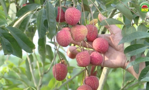 Hiệu quả ghép vải trứng trên gốc vải lai