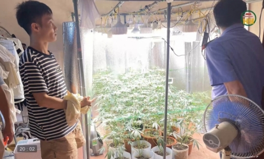 Phát hiện đối tượng trồng cần sa trong nhà