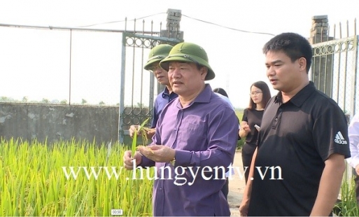 Chủ tịch UBND tỉnh Nguyễn Văn Phóng: Chú trọng mở rộng diện tích lúa nếp thơm Hưng Yên