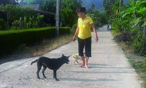 Cảnh báo nguy cơ gia tăng bệnh dại mùa nắng nóng 