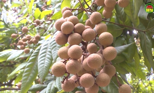 Huyện Khoái Châu chuẩn bị các giải pháp tiêu thụ nhãn