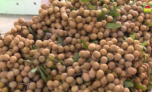 Nhiều giải pháp tiêu thụ nhãn cho nông dân