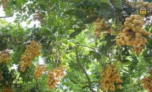 Nhà bác học Lê Quý Đôn và những ghi chép về nhãn Hưng Yên 