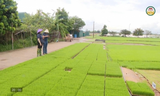  Phát triển dịch vụ mạ khay, cấy máy