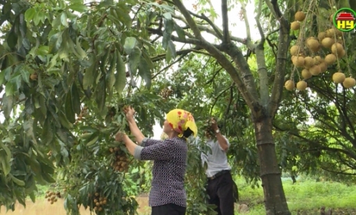 Kéo dài vụ thu hoạch - nâng hiệu quả trồng nhãn 