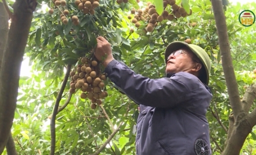 Nâng cao giá trị các giống nhãn đặc sản