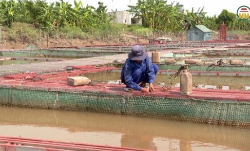 Chủ động bảo vệ cá lồng mùa bão, lũ