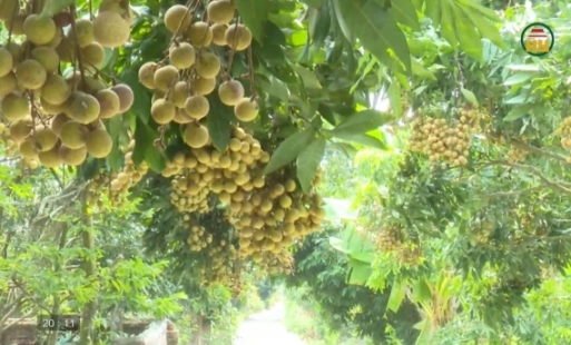 Đổi mới để nâng giá trị nhãn ở Hồng Quang