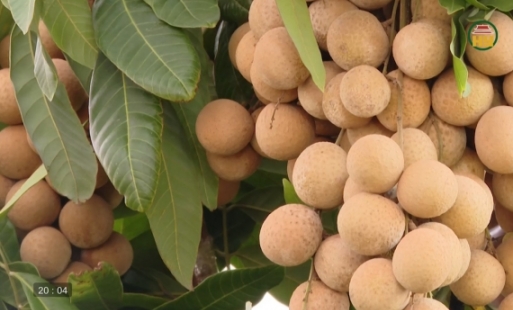 Dư âm một mùa quả ngọt