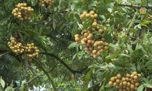 Hành trình quảng bá, lan tỏa thương hiệu nhãn