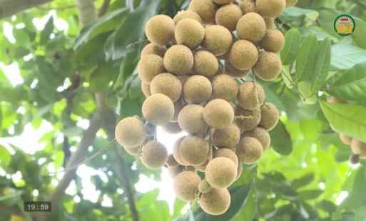 Nhãn Hưng Yên bước vào chính vụ 