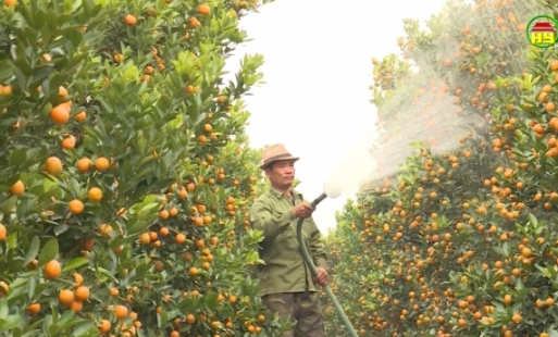 Hưng Yên: Đột phá trong chuyển đổi cây trồng