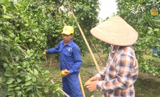 Khắc phục tiêu úng trên lúa và cây ăn quả