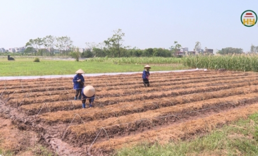 Vùng sản xuất rau lớn nhất huyện Yên Mỹ khắc phục sau mưa lũ