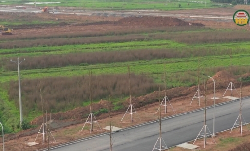 Xã Trung Hòa, huyện Yên Mỹ không để trồng cây chờ GPMB trục lợi