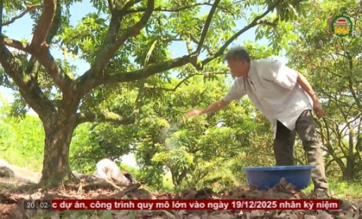 Chăm sóc cây nhãn sau thu hoạch