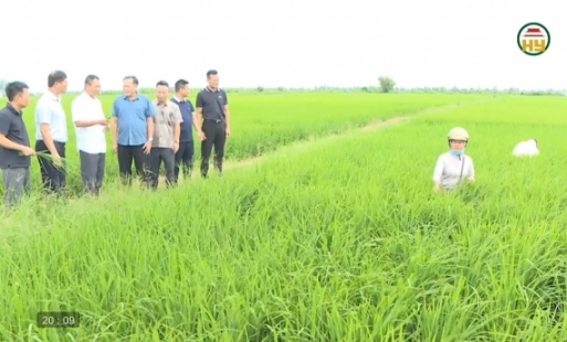 Phòng trừ sâu bệnh, bảo vệ lúa mùa