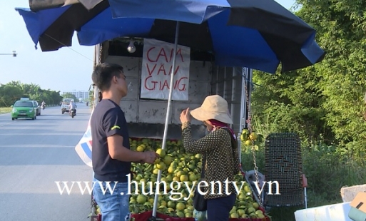 Chưa vào vụ thu hoạch, 