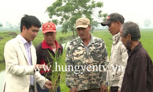 Mô hình cấy 100 mẫu lúa nếp thơm Hưng Yên trên ruộng đất bỏ hoang ở Khoái Châu