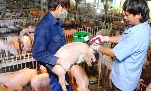 Quyết liệt phòng, chống dịch bệnh trên động vật ở Hưng Yên