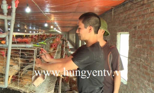 Nuôi gà bằng phương pháp thụ tinh nhân tạo, hướng đi mới cho người chăn nuôi