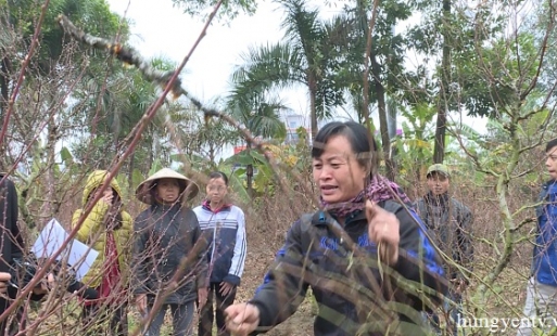 3 hộ dân ở Mỹ Hào bị kẻ xấu chặt phá vườn đào Tết, thiệt hại hàng trăm triệu đồng