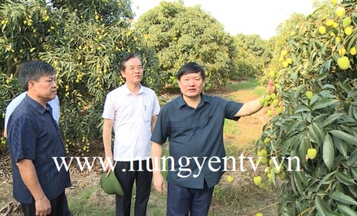 Chủ tịch UBND tỉnh Nguyễn Văn Phóng thăm, kiểm tra vùng trồng vải trứng Hưng Yên 
