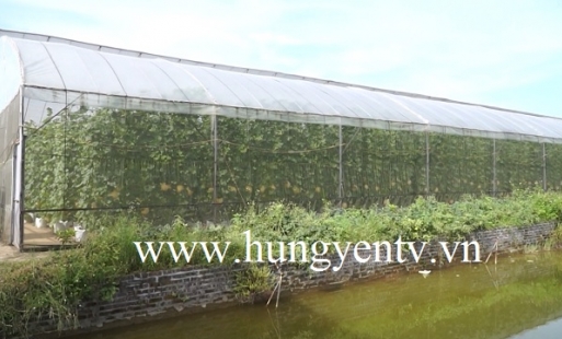 Hơn 6,8 tỷ đồng thúc đẩy trồng dưa công nghệ cao ở Hưng Yên