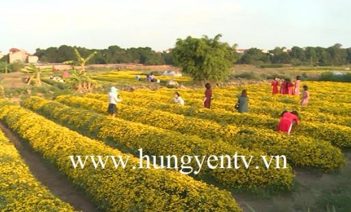 Cúc “tiến vua” ở thôn Nghĩa Trai hút khách du lịch 