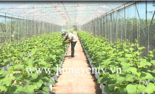 Những mô hình trồng rau củ quả Vietgap trong nhà lưới cho hiệu quả cao ở Hưng Yên