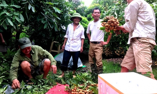 Đề nghị báo Dân Trí kiểm tra thông tin không chính xác về Nhãn lồng Hưng Yên