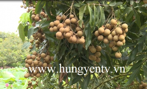 TP Hưng Yên: Nhãn đầu vụ, giá cao gấp 1,5  lần so với chính vụ