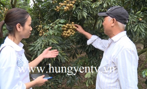 Nhãn thu hoạch sớm cho hiệu quả kinh tế cao